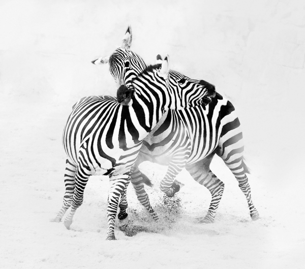 Photograph Juan Luis Duran Nibble on One Eyeland